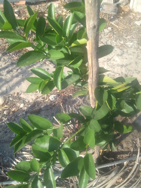 Identificação da planta Limão galego por foto