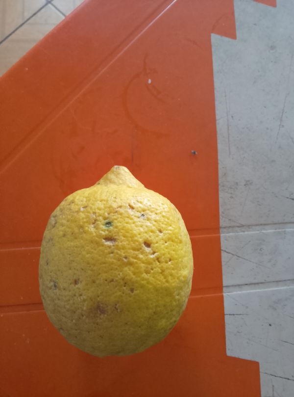 Identificação da planta Limão por foto