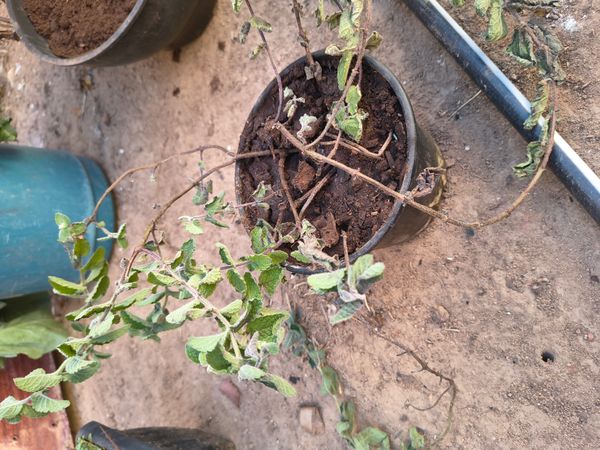 Identificação da planta Hortelã por foto