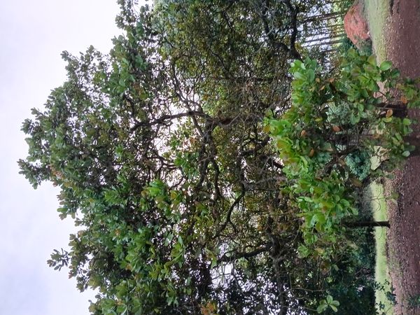 Identificação da planta Caju por foto