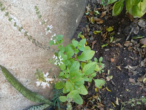 Identificação da planta Manjericão por foto