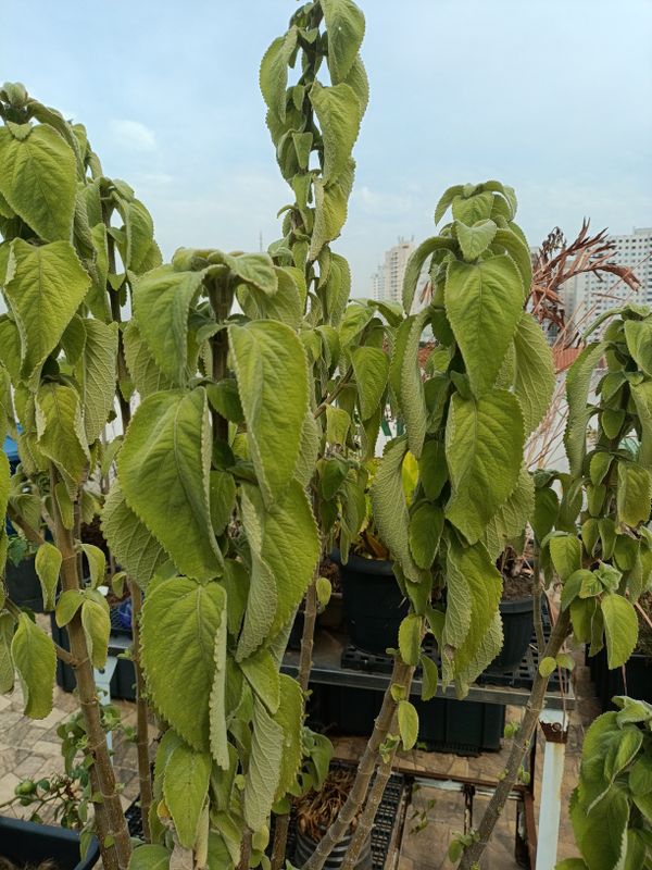 Identificação da planta Boldo por foto