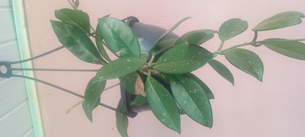 Identificação da planta Flor-de-cera por foto