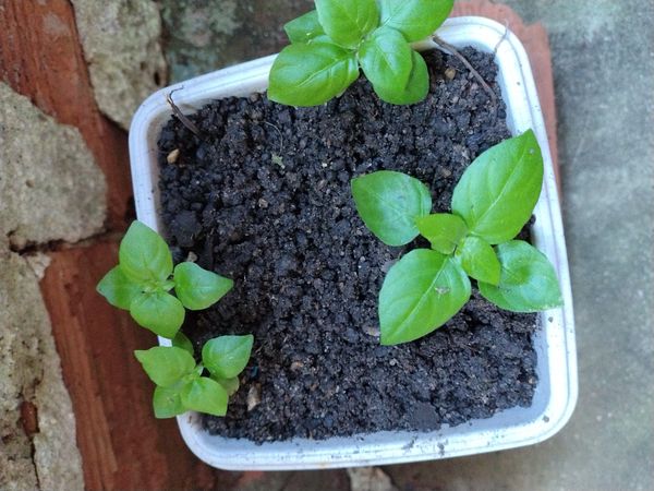 Identificação da planta Pimenta-de-cheiro por foto
