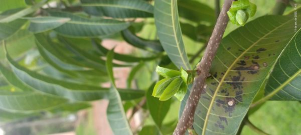 Identificação da planta Manga por foto