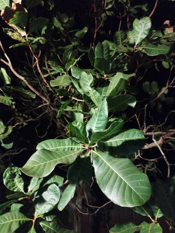 Identificação da planta Caju por foto