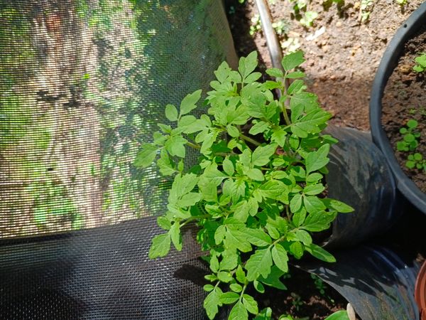 Identificação da planta Tomate por foto