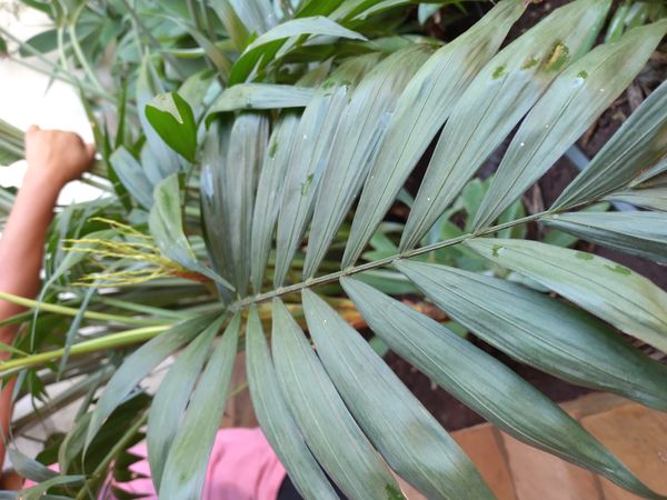 Identificação da planta Palmeira-ráfis por foto