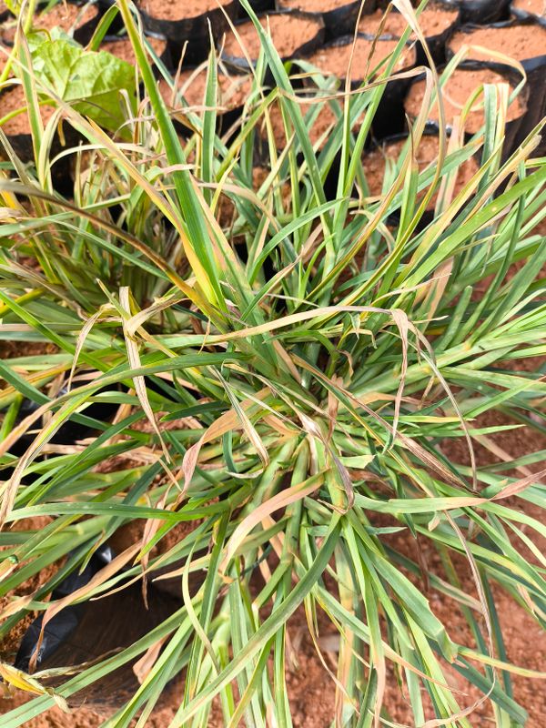 Identificação da planta Capim-pé-de-galinha por foto