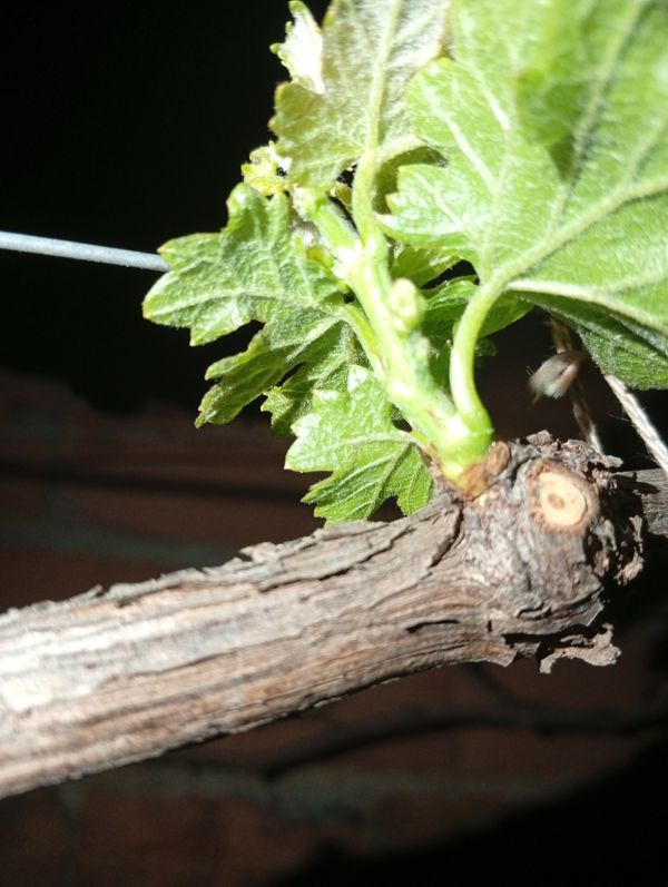 Identificação da planta Uva por foto