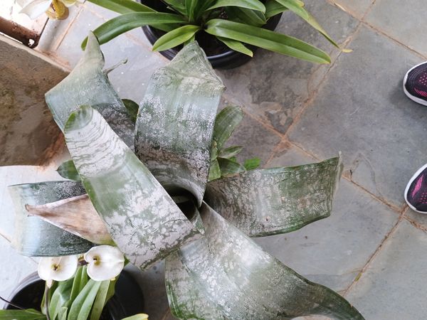 Identificação da planta Bromélia por foto
