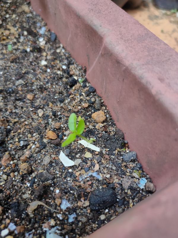 Identificação da planta Lentilha por foto