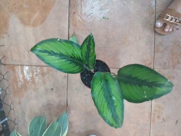 Identificação da planta Maranta-zebrada por foto