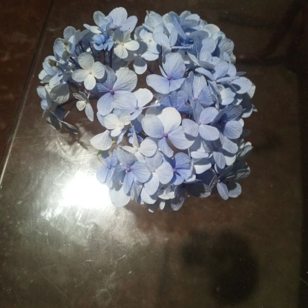 Identificação da planta Hortênsia por foto