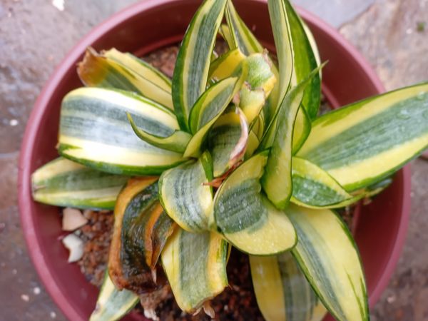 Identificação da planta Espada de são jorge por foto