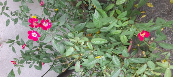 Identificação da planta Rosa Menina por foto