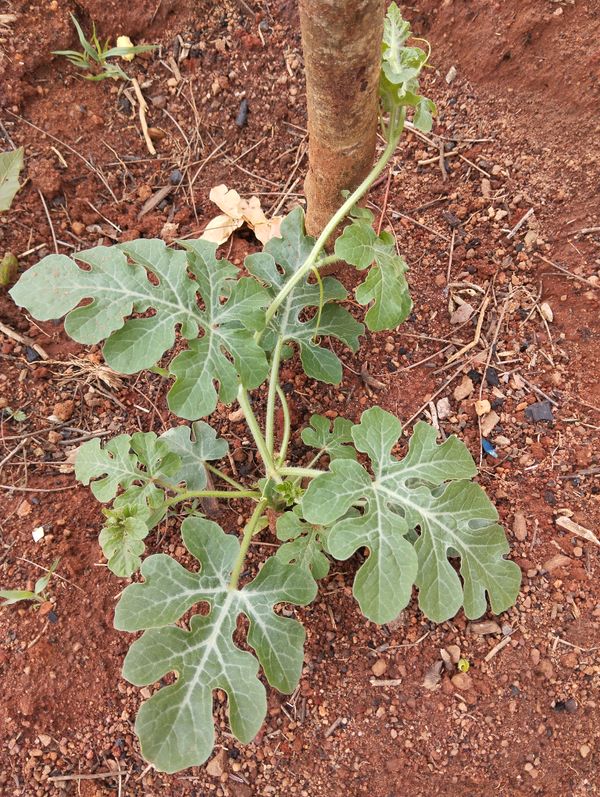 Identificação da planta Melancia por foto