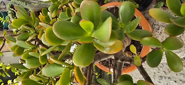 Identificação da planta Planta-jade por foto
