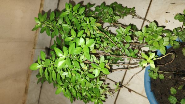 Identificação da planta Manjericão por foto