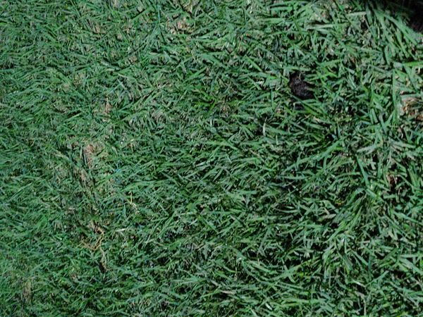 Identificação da planta Grama-batatais por foto