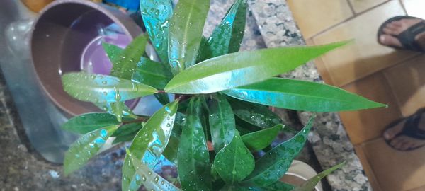 Identificação da planta Jambo amarelo por foto