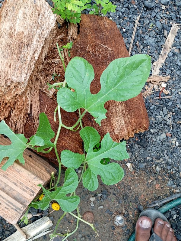 Identificação da planta Maxixe por foto