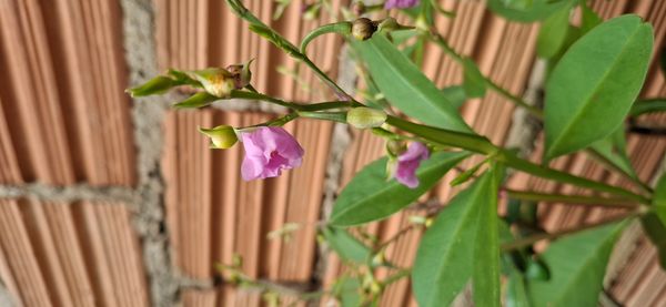 Identificação da planta Bredo-de-jardim por foto