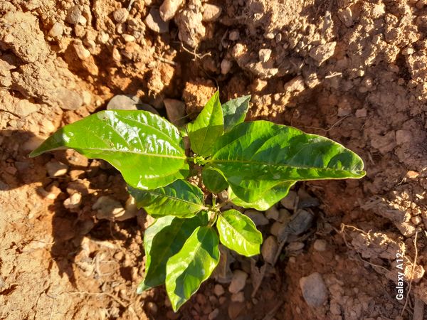 Identificação da planta Maracujá por foto
