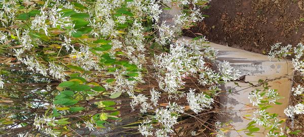 Identificação da planta Leucena por foto
