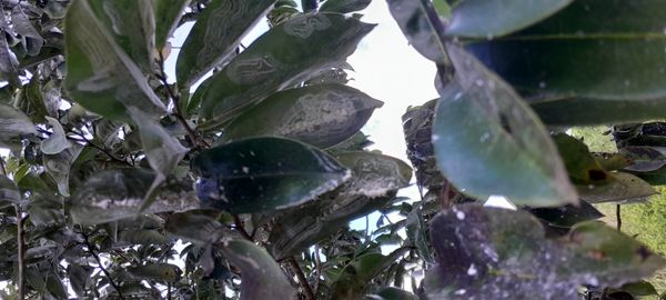 Identificação da planta Graviola por foto