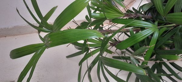 Identificação da planta Palmeira-ráfis por foto