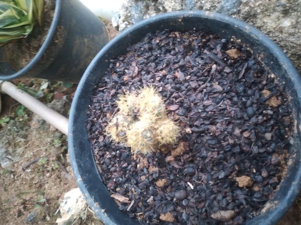 Identificação da planta Cacto-ouriço por foto