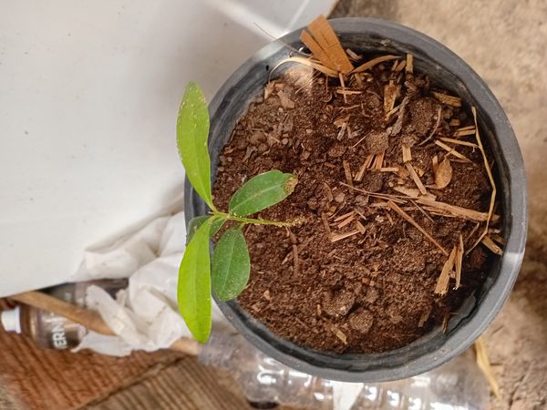 Identificação da planta Coca por foto
