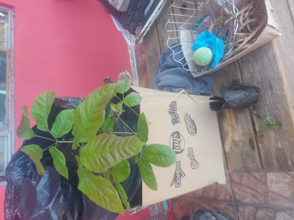 Identificação da planta Ipê Rosa por foto