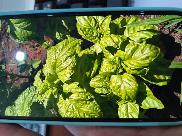 Identificação da planta Manjericão por foto