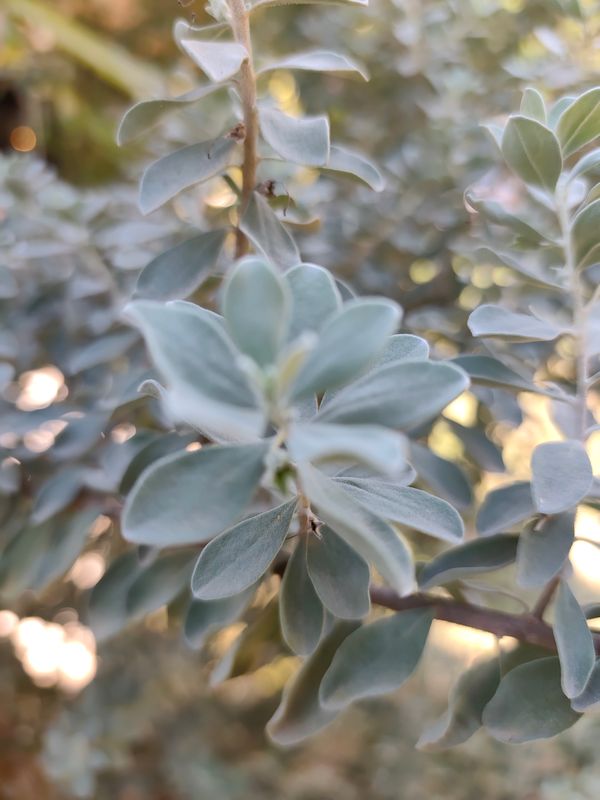 Identificação da planta Sálvia-do-Texas por foto