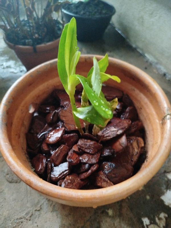 Identificação da planta Orquídea bambu por foto