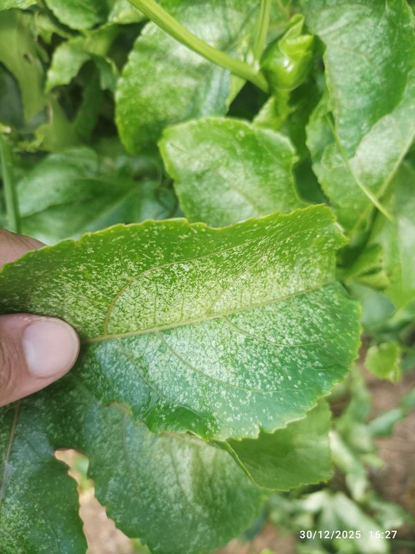 Identificação da planta Maracujá por foto
