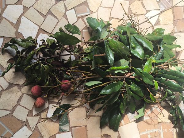 Identificação da planta Lichia por foto