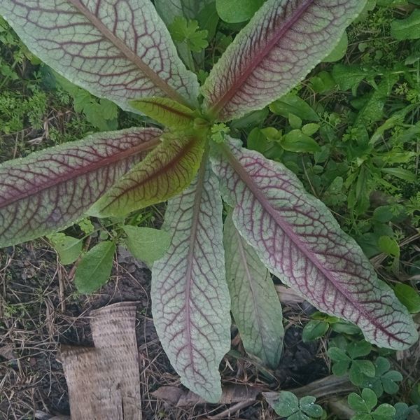 Identificação da planta Azedinha por foto