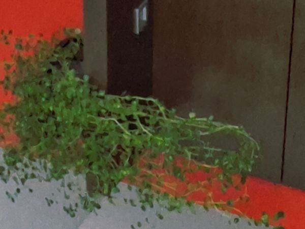 Identificação da planta Lágrima-de-bebê por foto