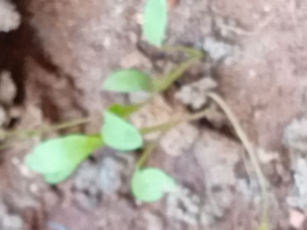 Identificação da planta lobélia por foto