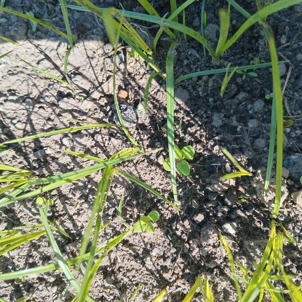 Identificação da planta Tiririca por foto