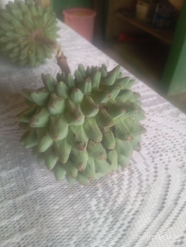 Identificação da planta Biribá por foto
