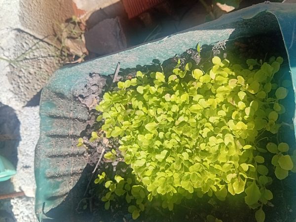 Identificação da planta Agrião por foto