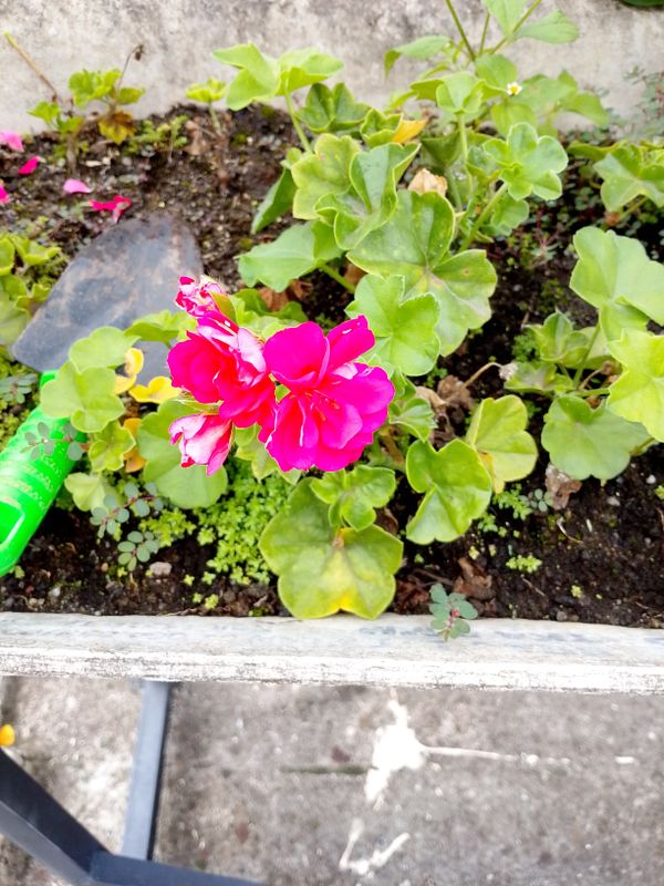 Identificação da planta Hera-de-flor por foto
