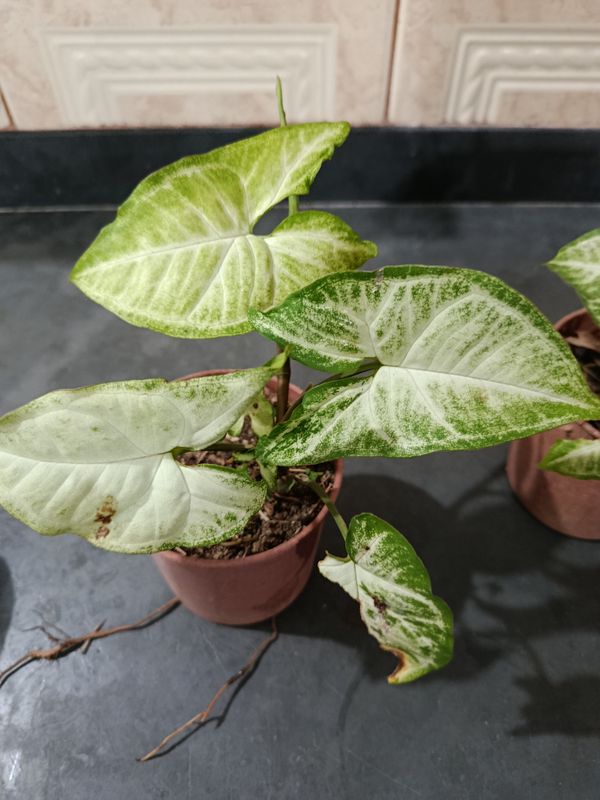 Identificação da planta Singônio por foto