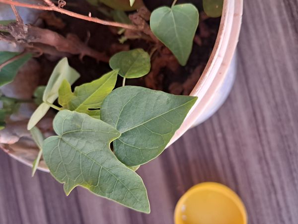 Identificação da planta Pinhão-bravo por foto