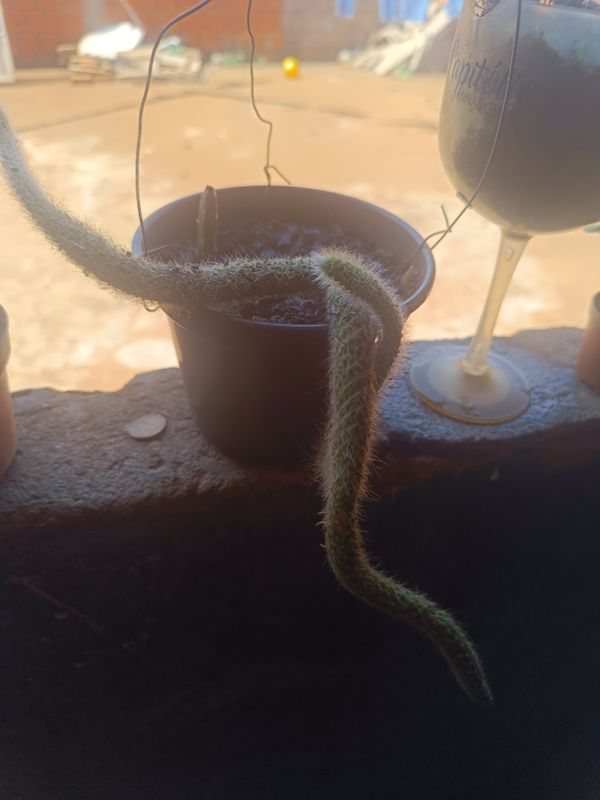 Identificação da planta Rabo de macaco por foto