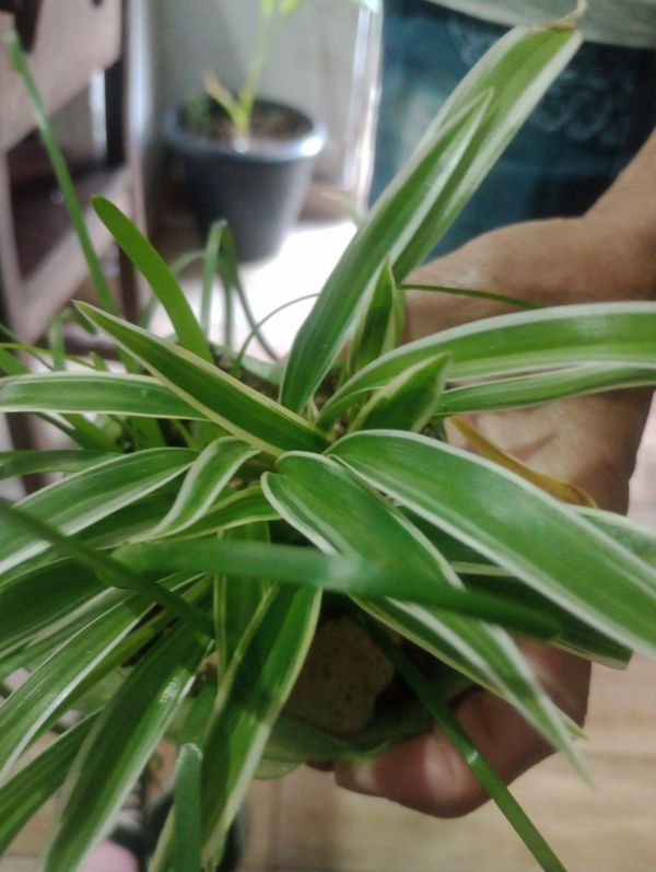 Identificação da planta Clorófito por foto